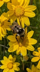Bombus vancouverensis vancouverensis