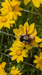 Bombus vancouverensis vancouverensis