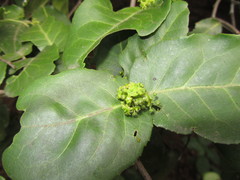 Mystroxylon aethiopicum