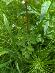 Thalictrum sparsiflorum
