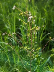 Thalictrum sparsiflorum