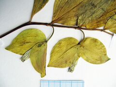 Polygonatum involucratum