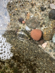 Acanthinucella spirata