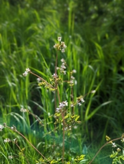 Thalictrum sparsiflorum