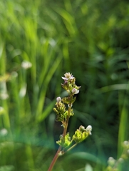 Thalictrum sparsiflorum