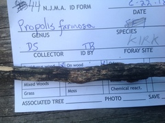 Propolis farinosa