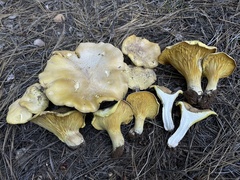 Cantharocybe gruberi