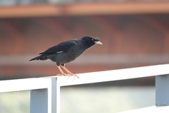 Acridotheres cristatellus formosanus