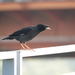 Formosan Crested Myna - Photo (c) sonxon, some rights reserved (CC BY-NC)