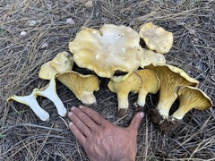 Cantharocybe gruberi