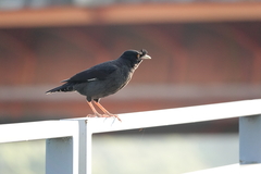 Acridotheres cristatellus formosanus