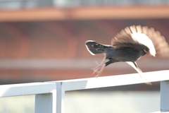 Acridotheres cristatellus formosanus