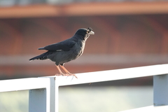 Acridotheres cristatellus formosanus