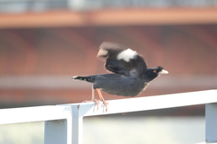 Acridotheres cristatellus formosanus