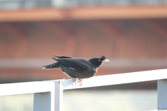 Acridotheres cristatellus formosanus