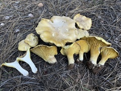 Cantharocybe gruberi