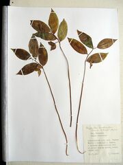 Polygonatum involucratum