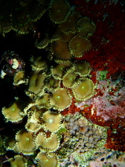 Palythoa heliodiscus