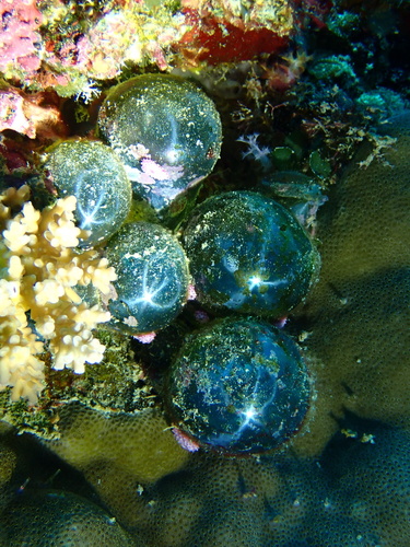 Valonia ventricosa