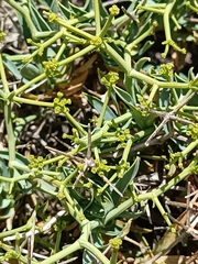 Bupleurum spinosum