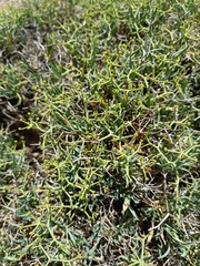 Bupleurum spinosum