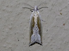 Ancylis diminuatana