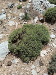 Bupleurum spinosum