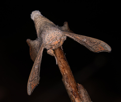 Cicinnus melsheimeri