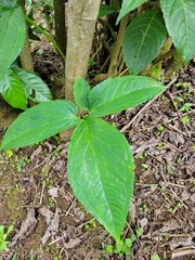 Xanthosoma wendlandii