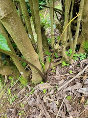 Xanthosoma wendlandii