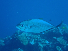 Craterognathus plagiotaenia