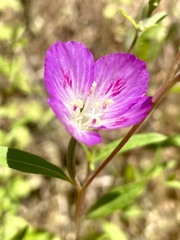 Clarkia amoena caurina