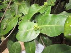 Mystroxylon aethiopicum