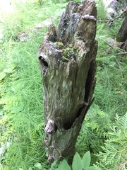 Mycocalicium subtile