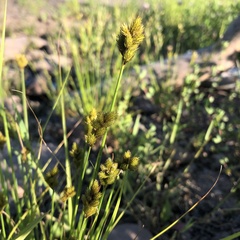 Carex crawfordii