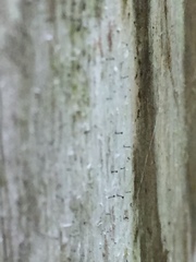 Mycocalicium subtile