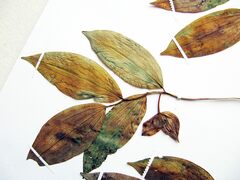 Polygonatum involucratum