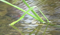 Pseudagrion pilidorsum