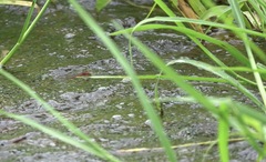 Pseudagrion pilidorsum