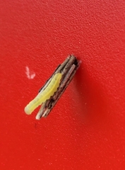 Peridea basitriens