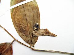 Polygonatum involucratum