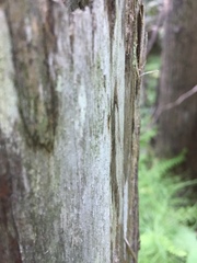 Mycocalicium subtile