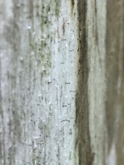 Mycocalicium subtile