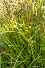 Cyperus eragrostis