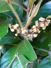 Aglaia rimosa
