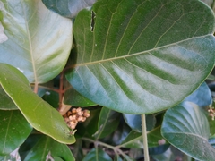 Aglaia rimosa