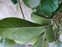 Aglaia rimosa