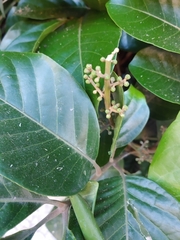 Aglaia rimosa