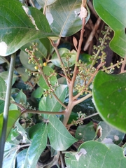 Aglaia rimosa