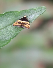 Choreutis xanthogramma